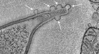 vesicles forming in intestinal cell at interface of segmented filamentous bacteria